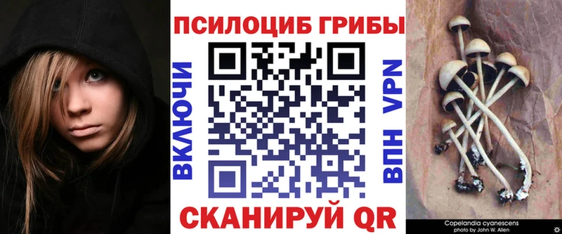 Псилоцибиновые грибы Psilocybine cubensis  Спасск-Рязанский 